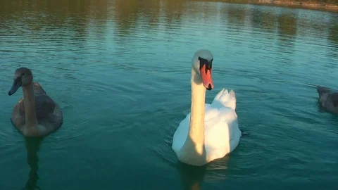Swans on the lake. Vídeo Stock 95704663