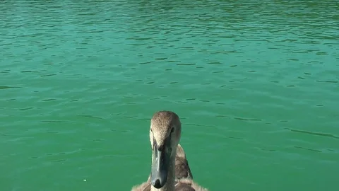 Swans on the lake. Vídeo Stock 95704678