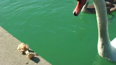 Swans on the lake. Vídeo Stock 95704697