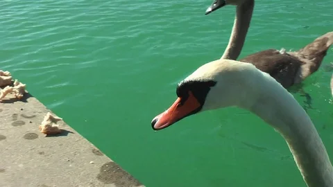 Swans on the lake. Vídeo Stock 95704718