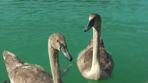 Swans on the lake. Vídeo Stock 95704725