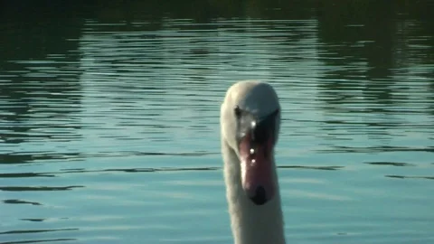 Swans on the lake. Vídeo Stock 95704739