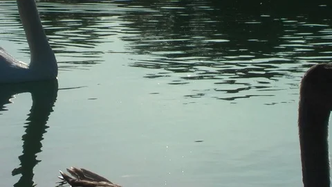 Swans on the lake. Vídeo Stock 95704760