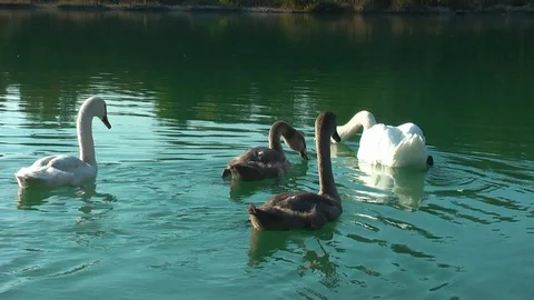 Swans on the lake. Vídeo Stock 95704779