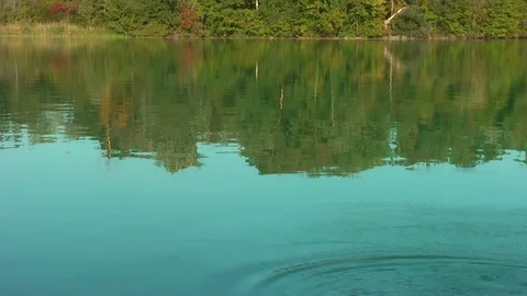 Swans on the lake. Video stock 95704795