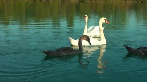 Swans on the lake. Vídeo Stock 95704828