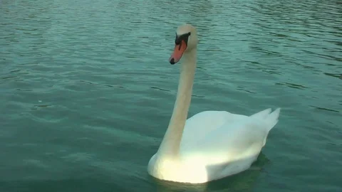 Swans on the lake. Vídeo Stock 95704869