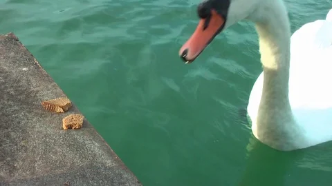 Swans on the lake. Vídeo Stock 95704882