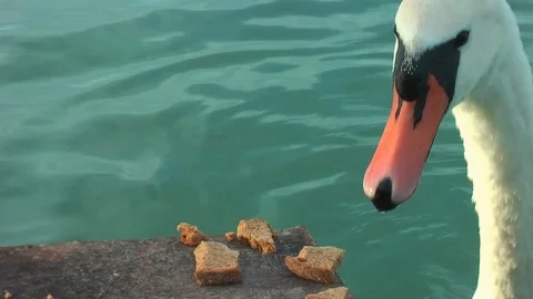 Swans on the lake. Vídeo Stock 95704896