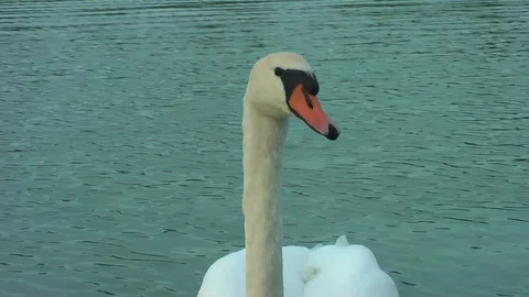 Swans on the lake. Vídeo Stock 95704909