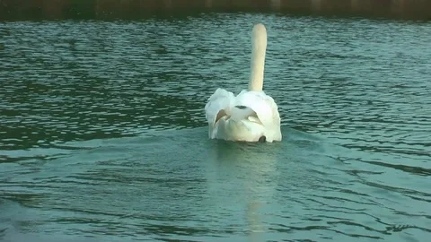 Swans on the lake. Vídeo Stock 95704953