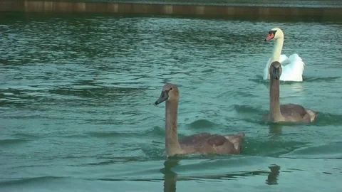 Swans on the lake. Vídeo Stock 95704981