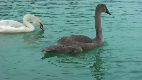 Swans on the lake. Vídeo Stock 95705001
