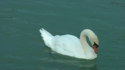 Swans on the lake. Vídeo Stock 95705018