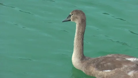 Swans on the lake. Vídeo Stock 95705043