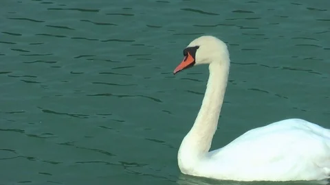 Swans on the lake. Vídeo Stock 95705082