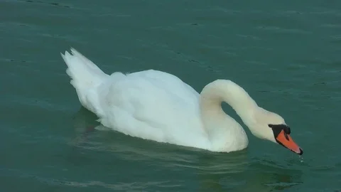 Swans on the lake. Vídeo Stock 95705091