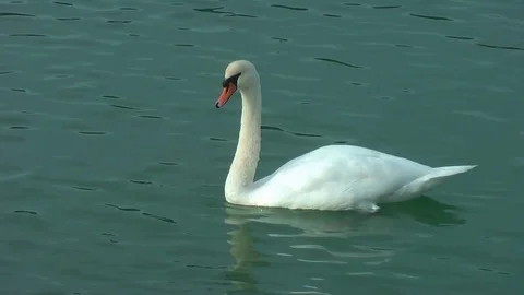 Swans on the lake. Vídeo Stock 95705133