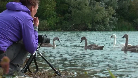 Swans on the lake. Vídeo Stock 95705151