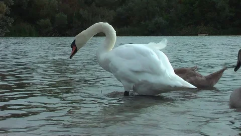Swans on the lake. Vídeos de archivo 95705162