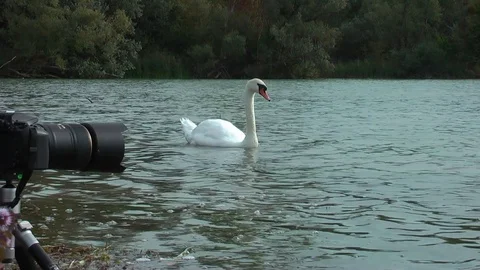Swans on the lake. Vídeos de archivo 95707710