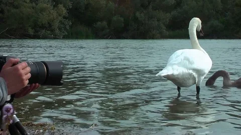 Swans on the lake. Vídeos de archivo 95707837
