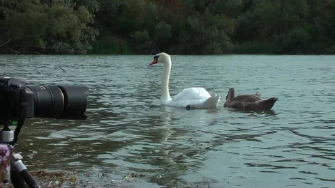 Swans on the lake. Vídeos de archivo 95707856