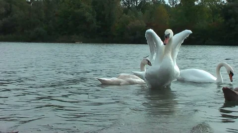 Swans on the lake. Vídeos de archivo 95707872