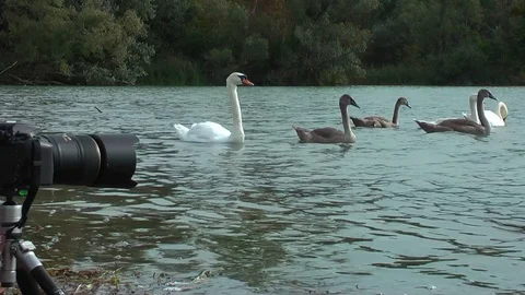 Swans on the lake. Vídeos de archivo 95709667