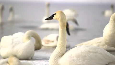 Swans on the Lake Stock Footage 115268692