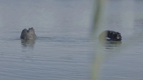 Swans in the lake Stock Footage 126573130