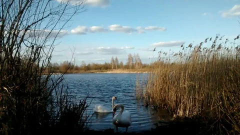 Swans on the lake Stock Footage 128779908