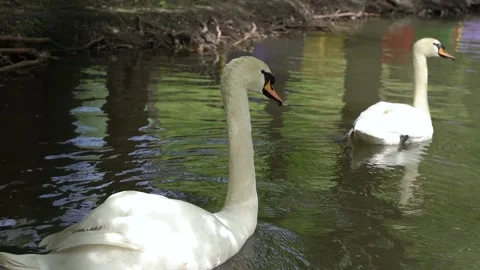 Swans on the lake Vídeo Stock 130310955