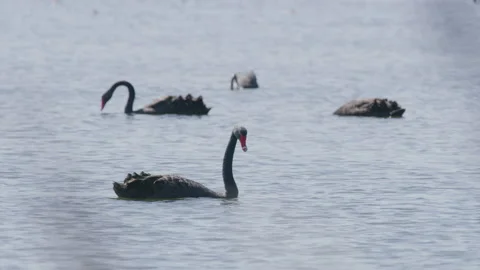 Swans on Lake Stock Footage 132375852