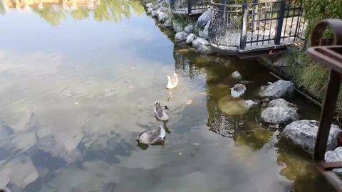 Swans in a lake Vídeos de archivo 137588524