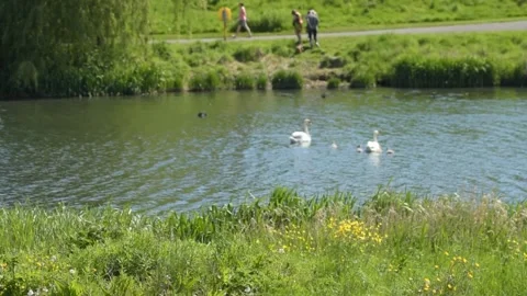 Swans in a lake Stockbeeldmateriaal 155399024