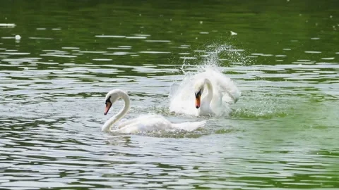 Swans on the Lake Video stock 155732027
