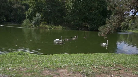 Swans on lake Stock Footage 159903863