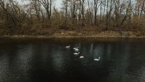 Swans on the lake Stock Footage 225649232