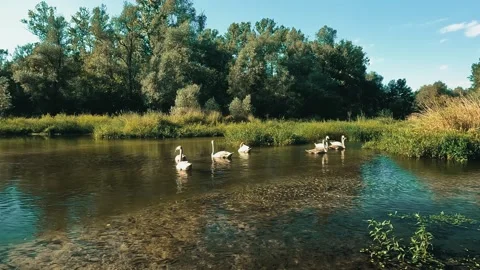 Swans on the lake Video stock 225651194