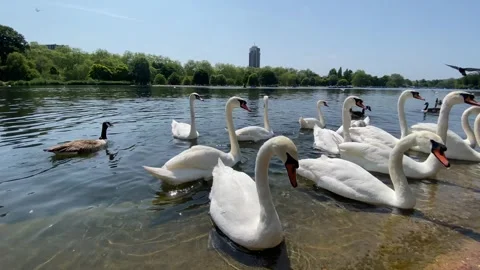 Swans in the lake Stock Footage 242712794
