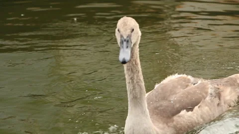 Swans on the lake Stock Footage 243121382