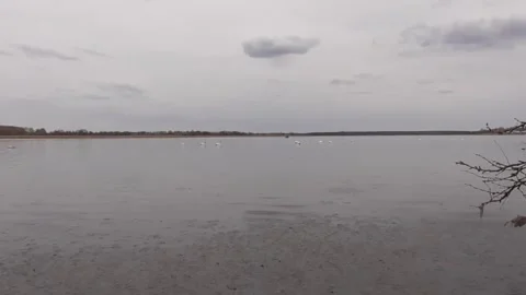 Swans on the lake  Stock Footage 244627700