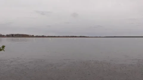 Swans on the lake Stock Footage 244627712