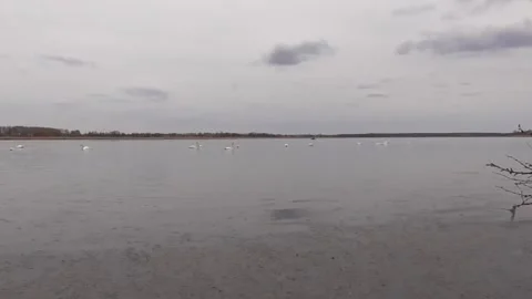 Swans on the lake Stock Footage 244627767