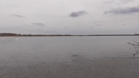 Swans on the lake Stock Footage 244627771
