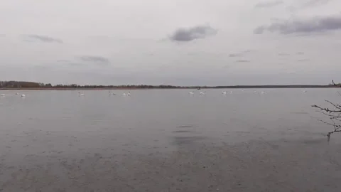 Swans on the lake Stock Footage 244627774