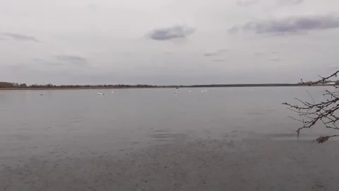 Swans on the lake Stock Footage 244627832