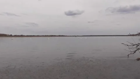 Swans on the lake Stock Footage 244627833