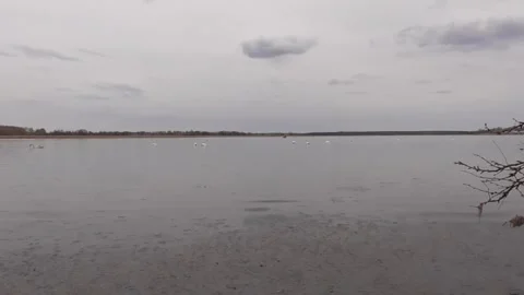 Swans on the lake Stock Footage 244627898